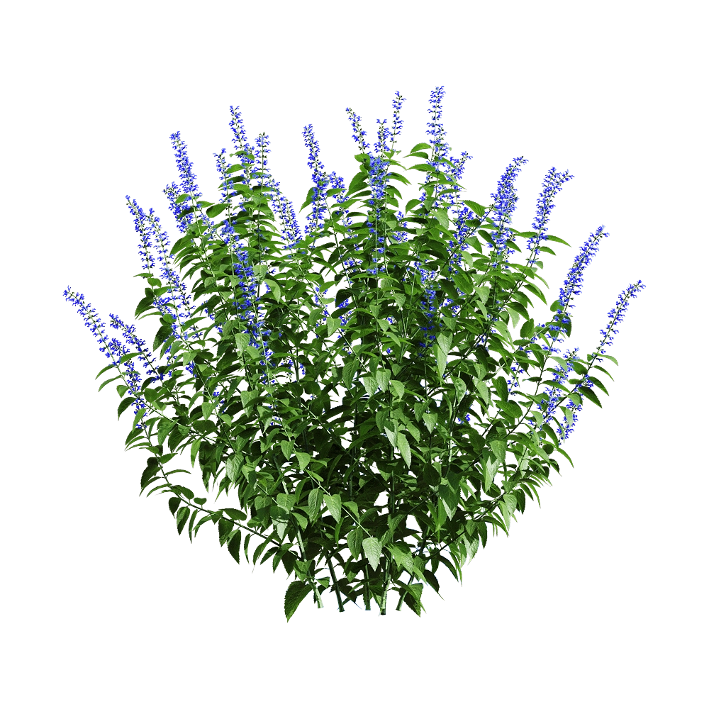 decoration - Salvia guaranitica 6 3D Model