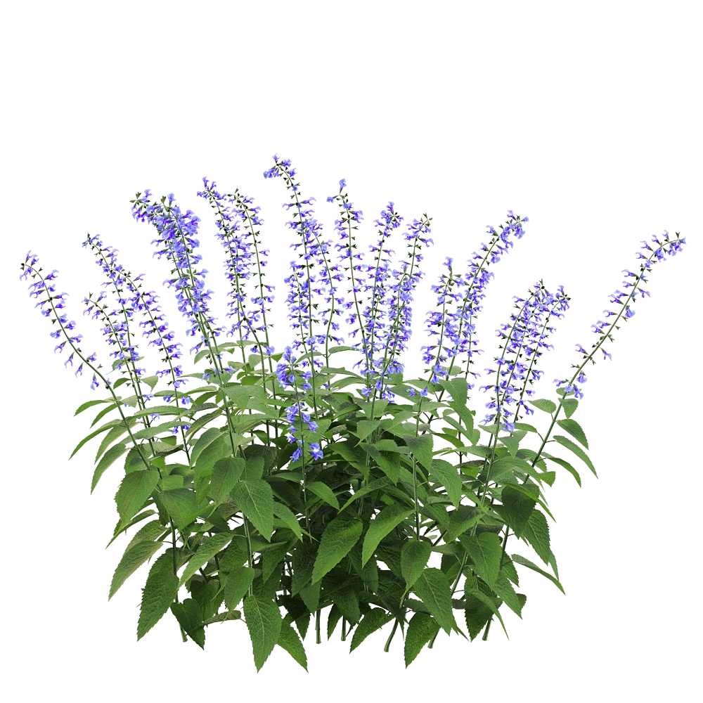 decoration - Salvia Guarantica 3 3D Model