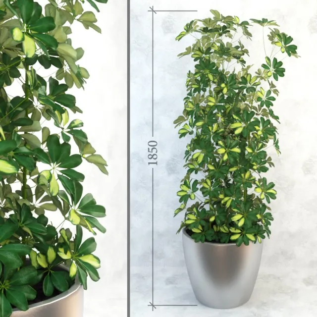decoration - Schefflera_column 3D Model