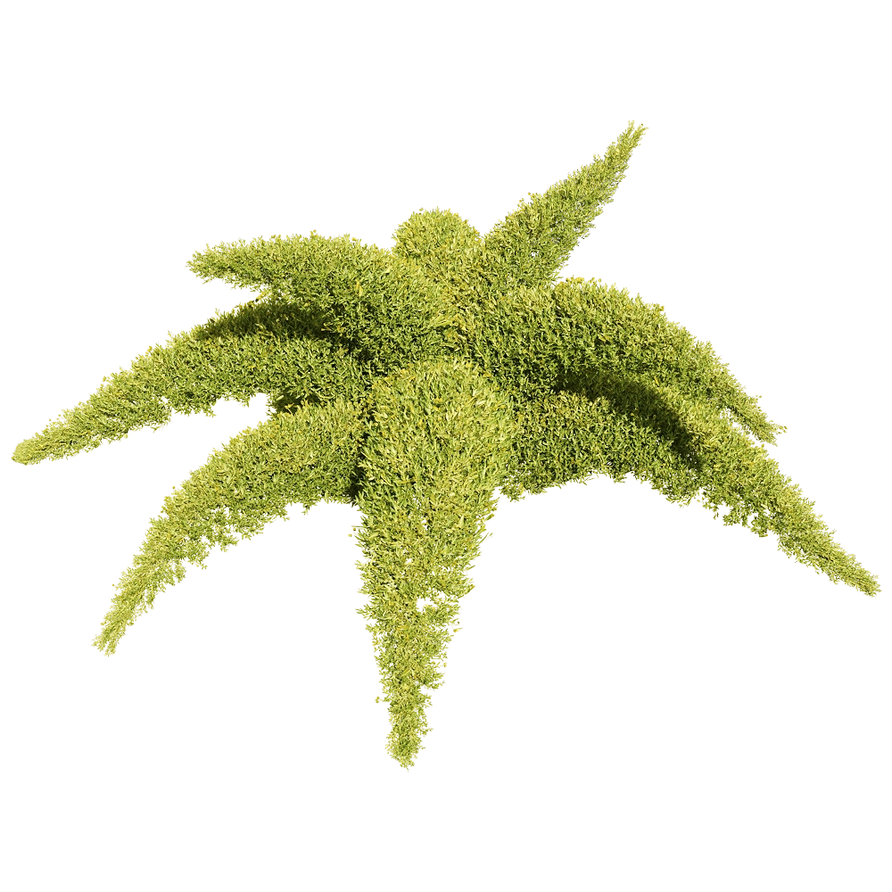 decoration - Sedum sarmentosum 1 3D Model