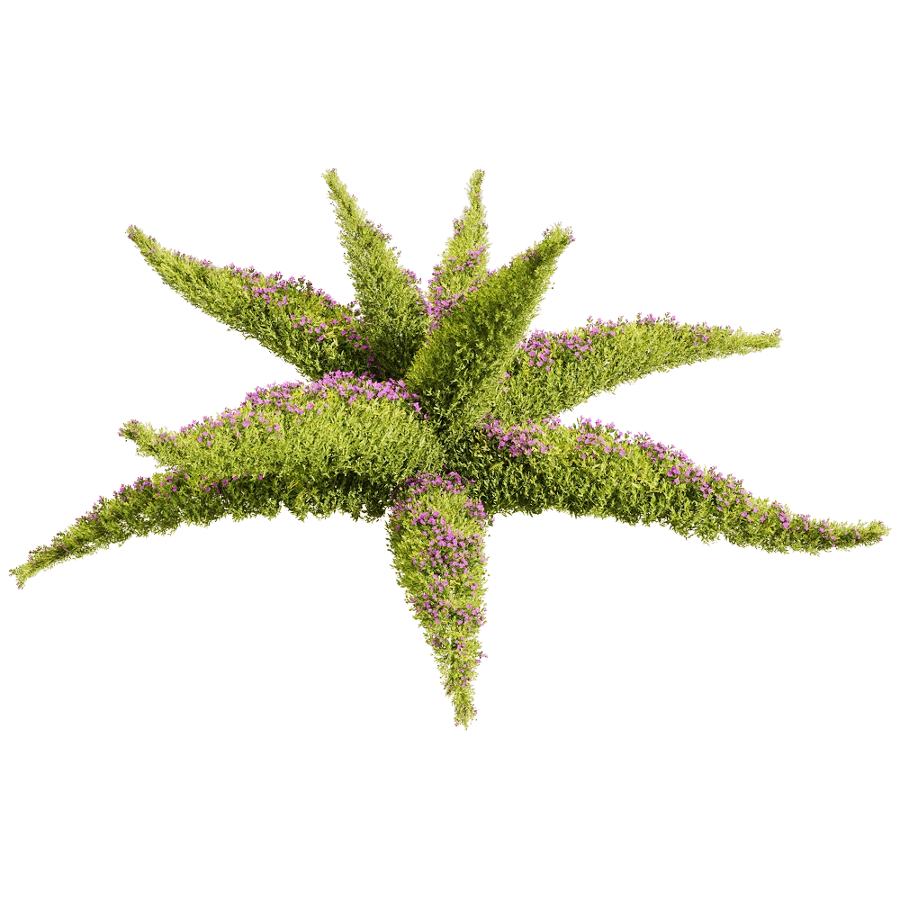 decoration - Sedum sarmentosum 3 3D Model
