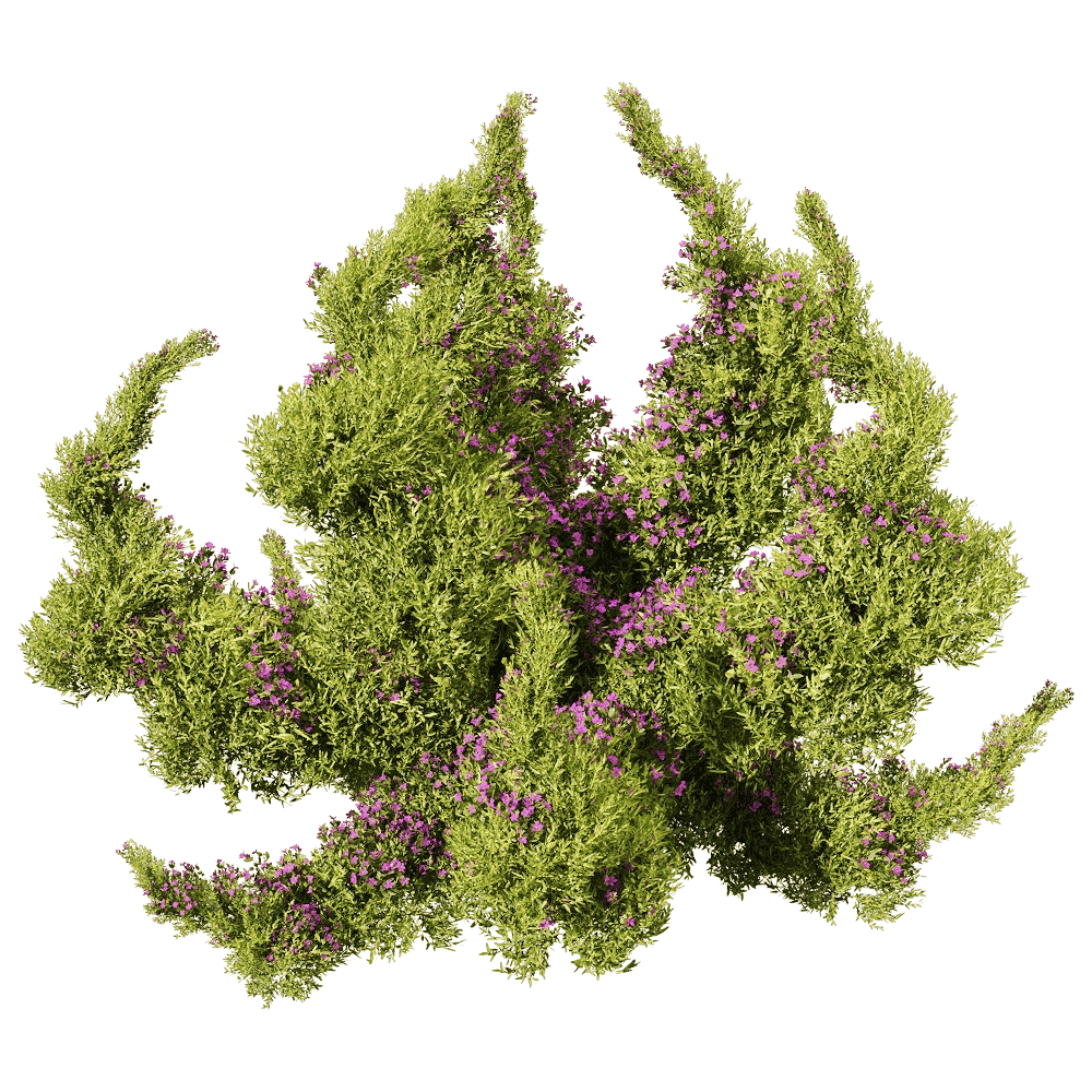 decoration - Sedum sarmentosum 4 3D Model