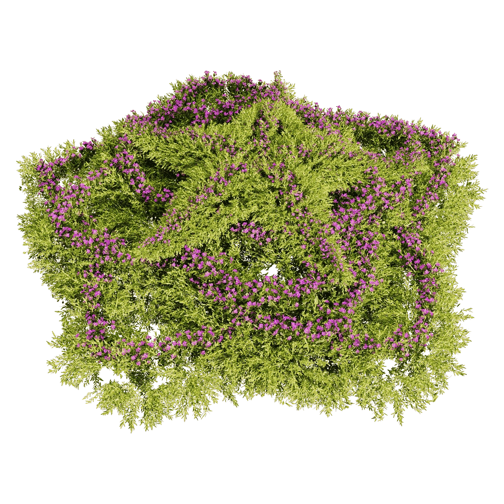 decoration - Sedum sarmentosum 5 3D Model