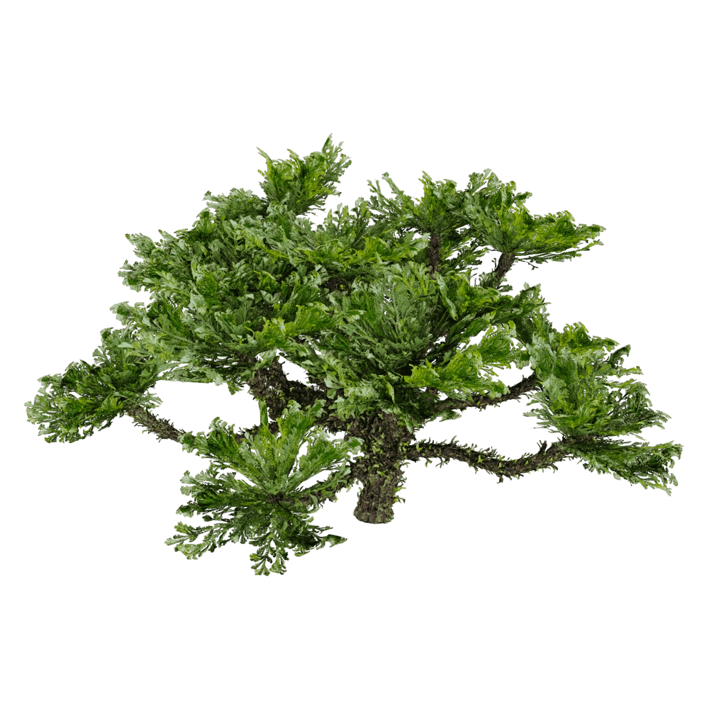 decoration - Selaginella Tamariscina 01 01 3D Model