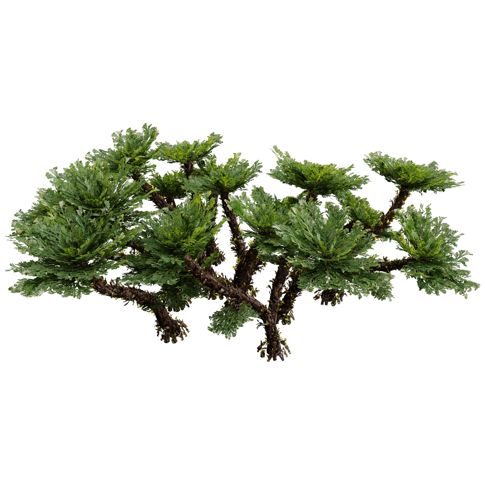 decoration - Selaginella Tamariscina 01 02 3D Model