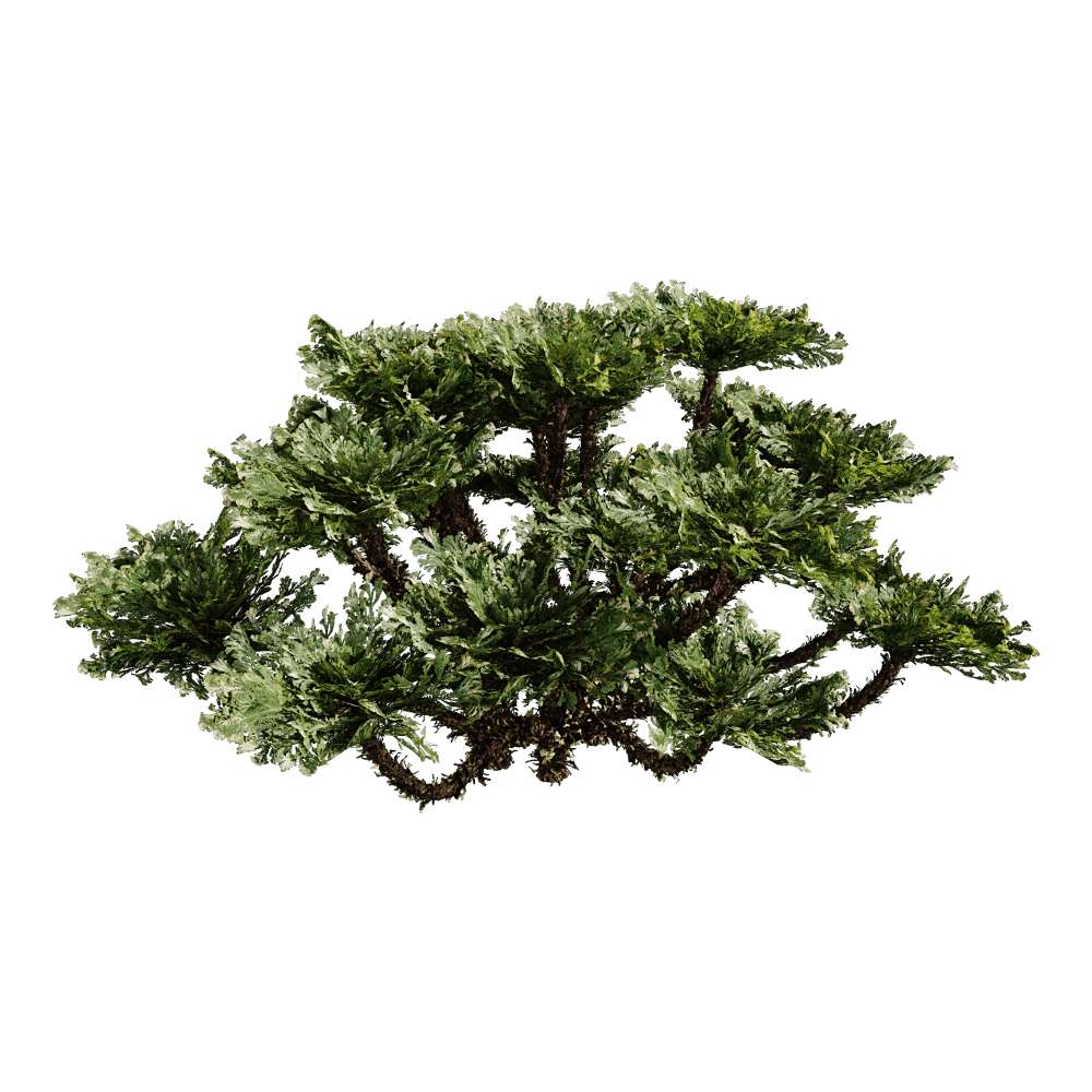 decoration - Selaginella Tamariscina 01 03 3D Model