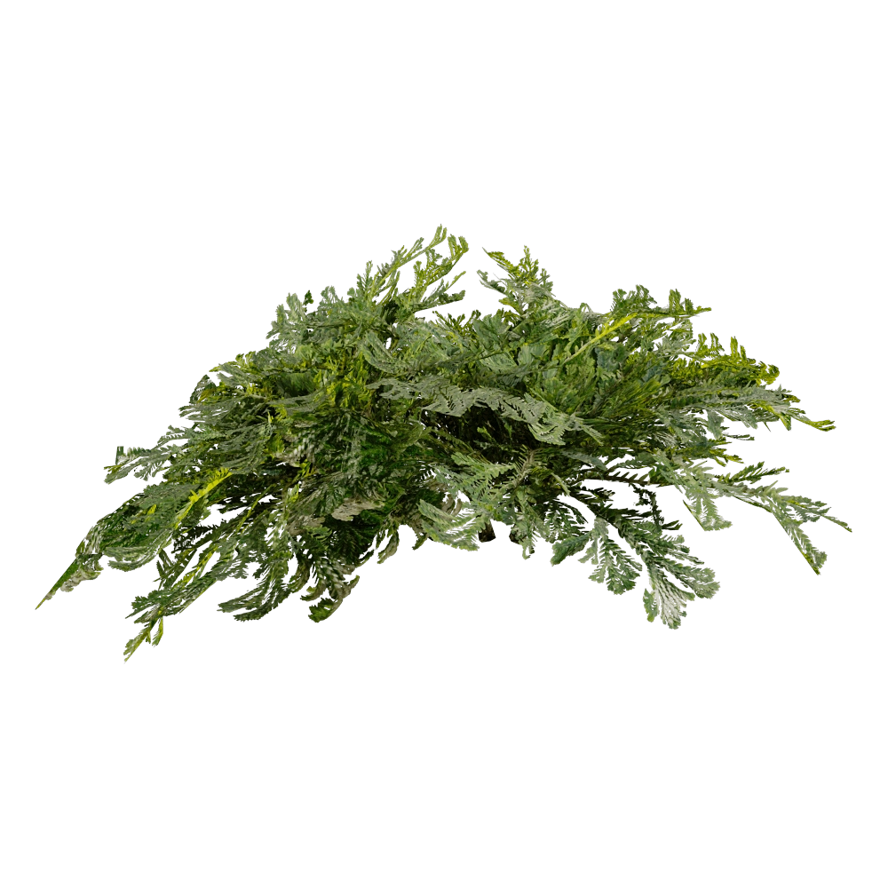 decoration - Selaginella Tamariscina 01 04 3D Model