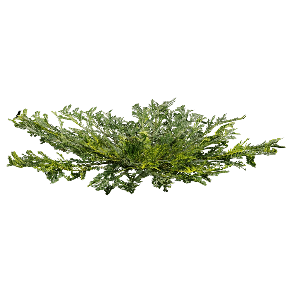 decoration - Selaginella Tamariscina 01 05 3D Model