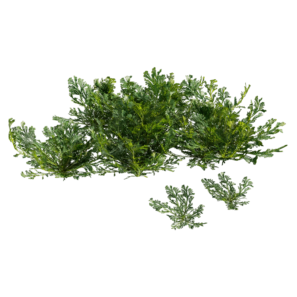 decoration - Selaginella Tamariscina 01 06 3D Model