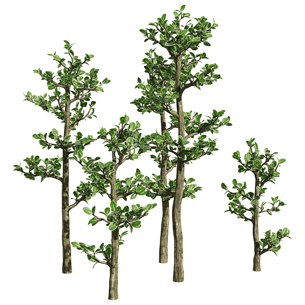 decoration - Serissa japonica 1 3D Model