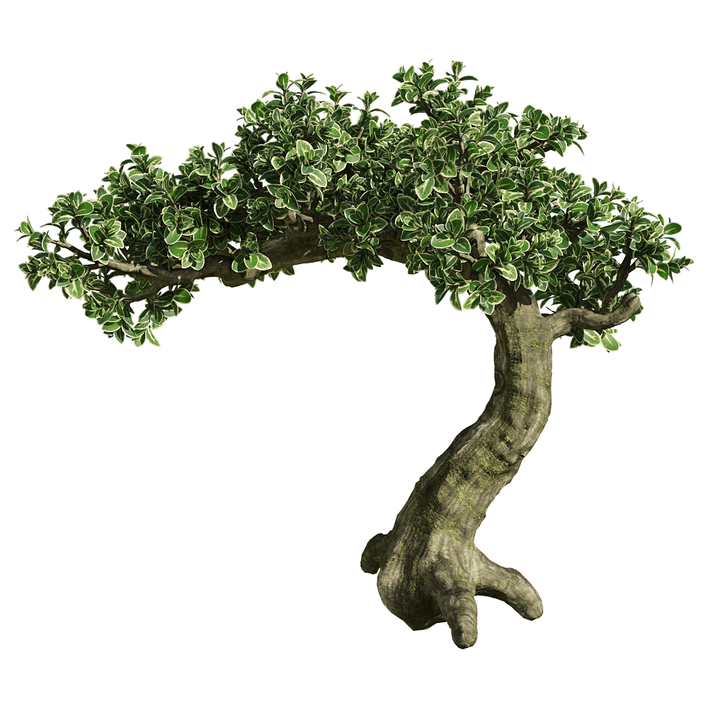 decoration - Serissa japonica 2 3D Model