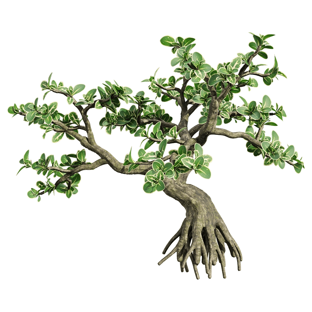 decoration - Serissa japonica 5 3D Model