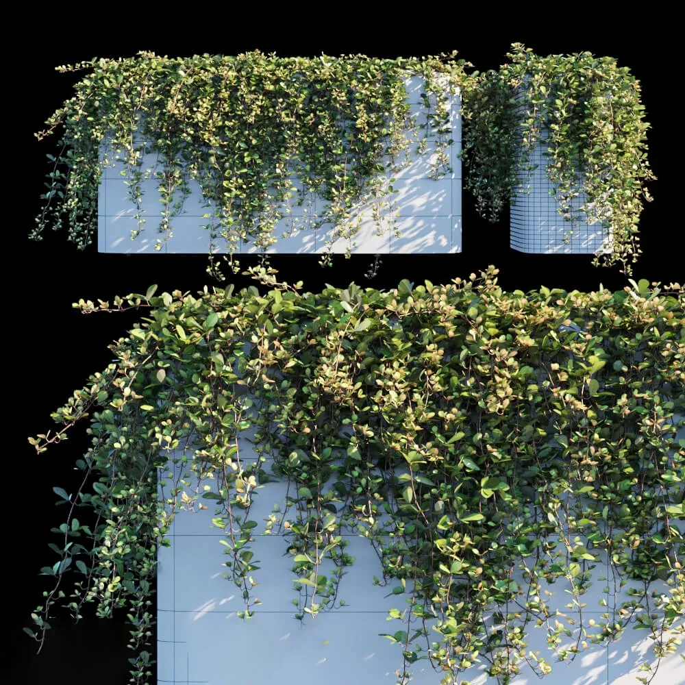 decoration - Sikkim Creeper 3D Model