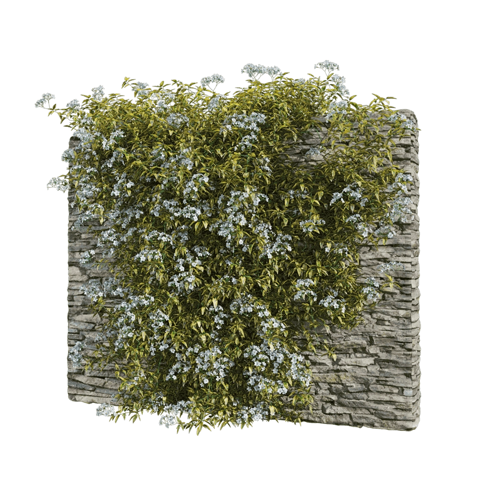 decoration - Solanum jasminoides variegata 1 3D Model