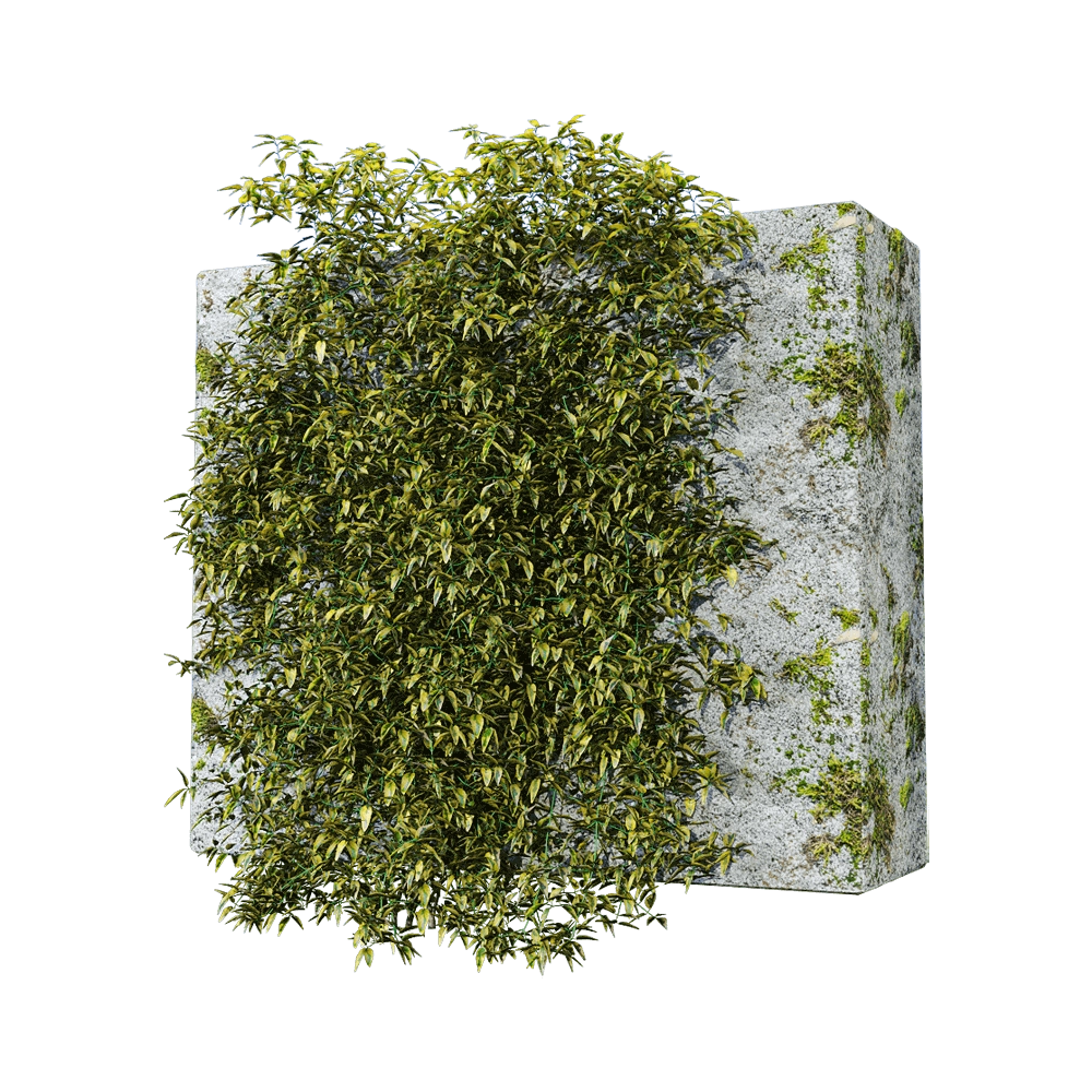 decoration - Solanum jasminoides variegata 2 3D Model