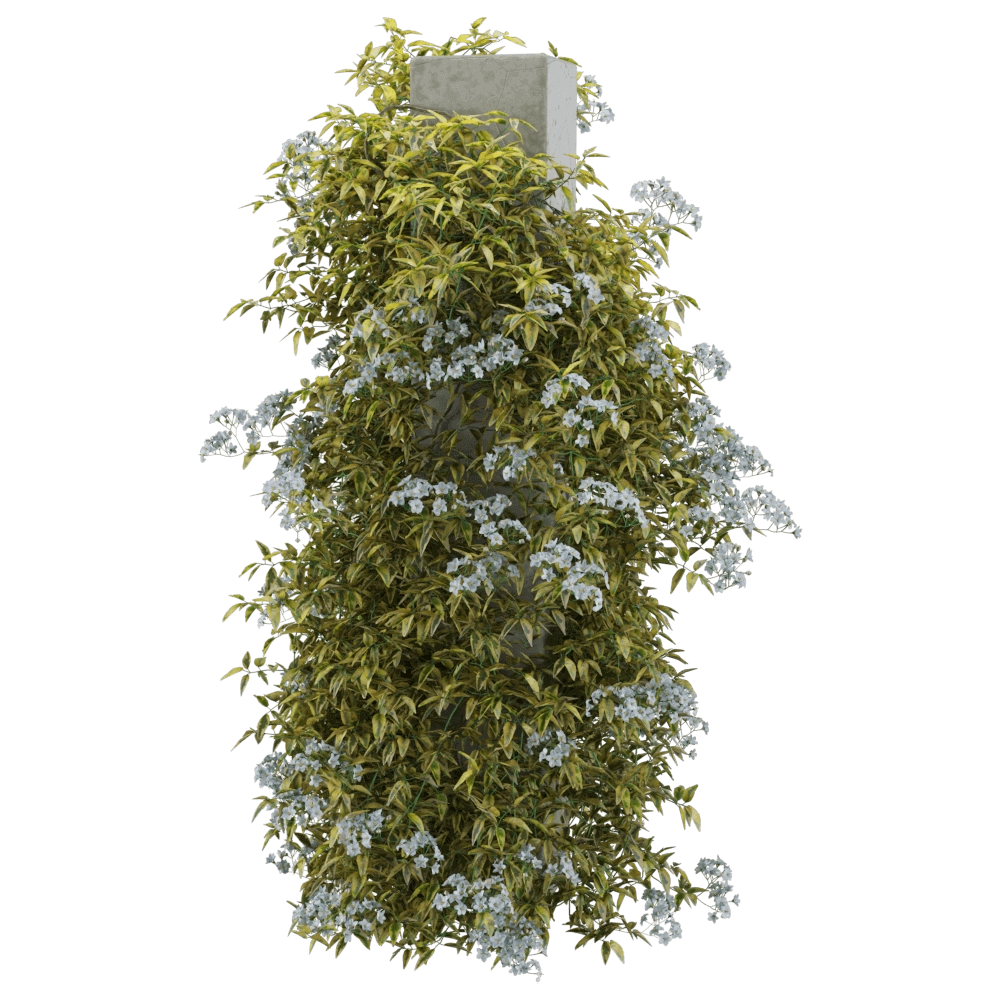 decoration - Solanum jasminoides variegata 3 3D Model