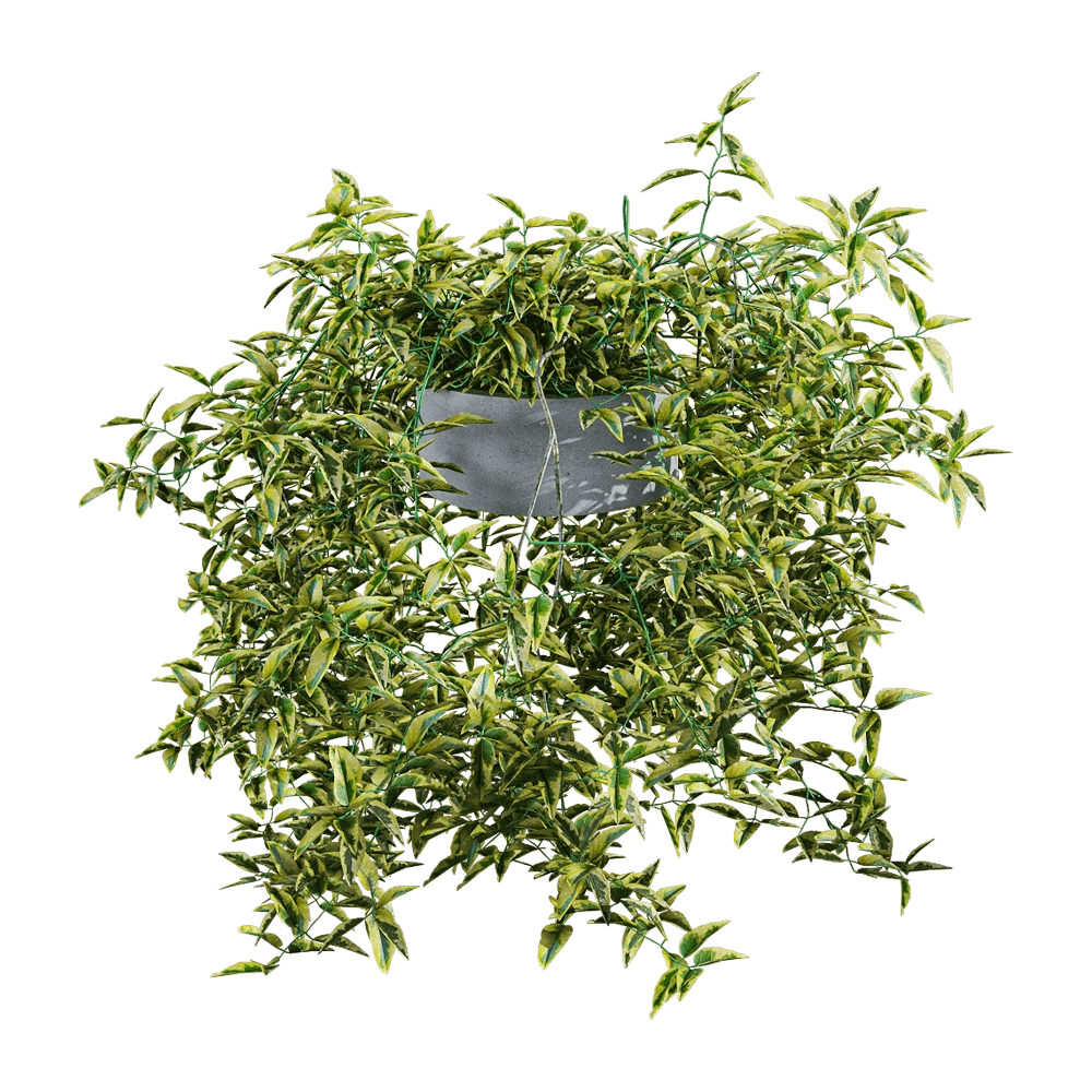 decoration - Solanum jasminoides variegata 6 3D Model