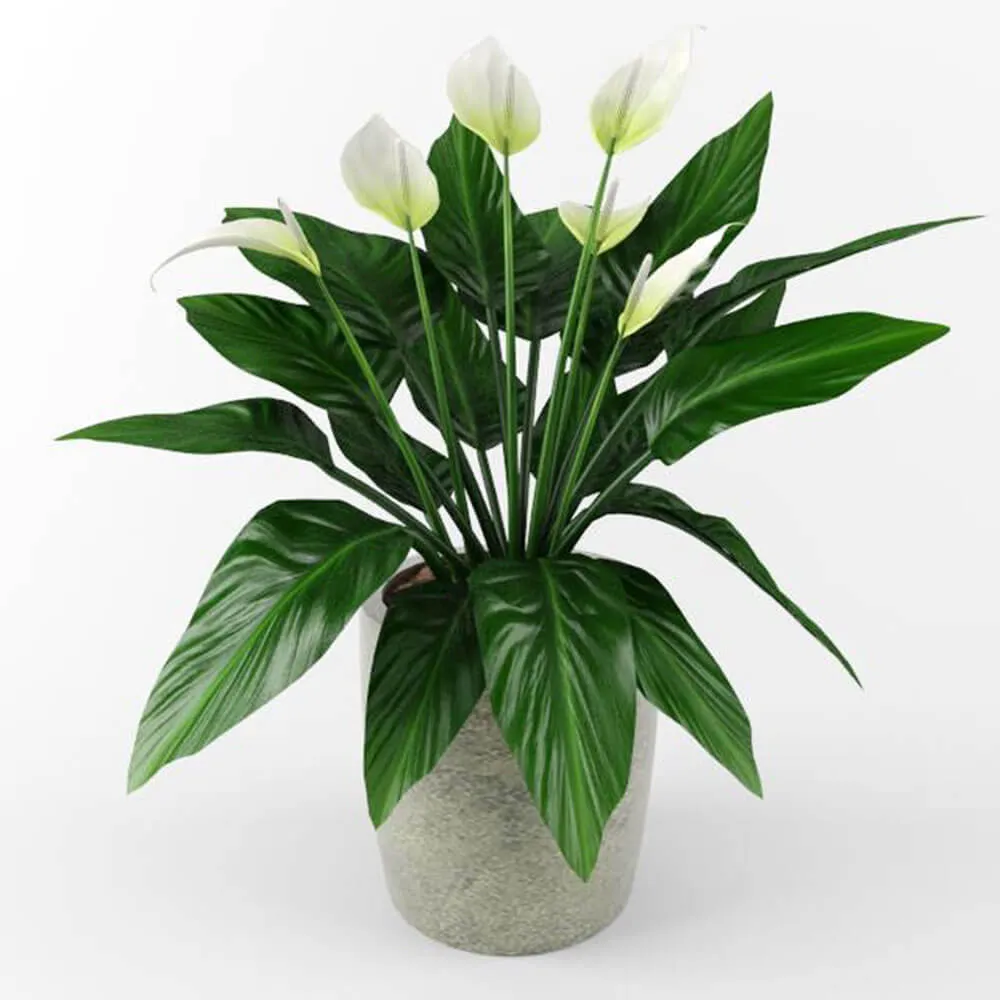 decoration - Spathiphyllum 3D Model