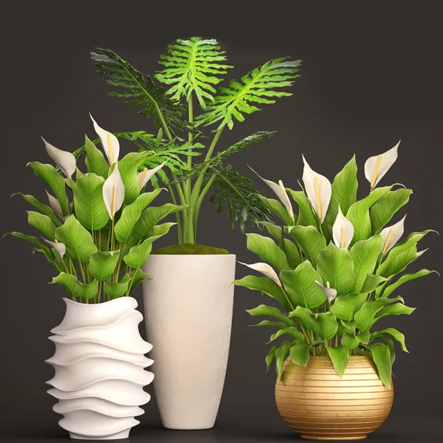 decoration - Spathiphyllum big set 05 3D Model