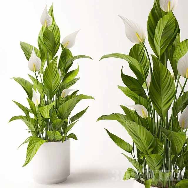 decoration - Spathiphyllum flowers in a pot 3D Model