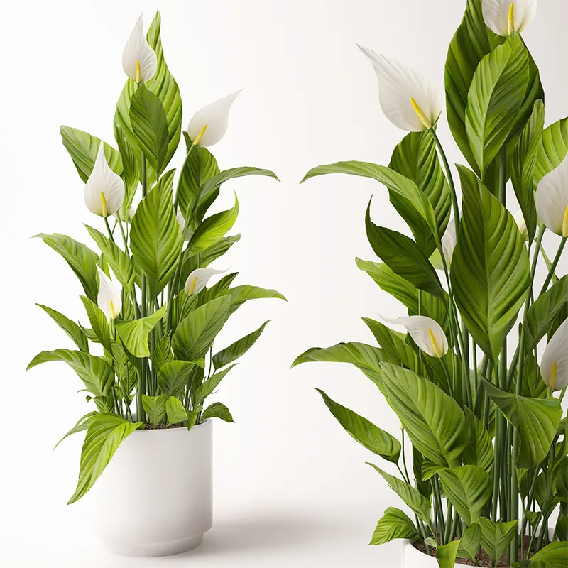 decoration - Spathiphyllum plant 1 3D Model