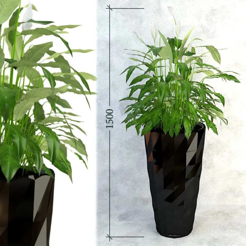 decoration - Spatifillum plant 007 3D Model