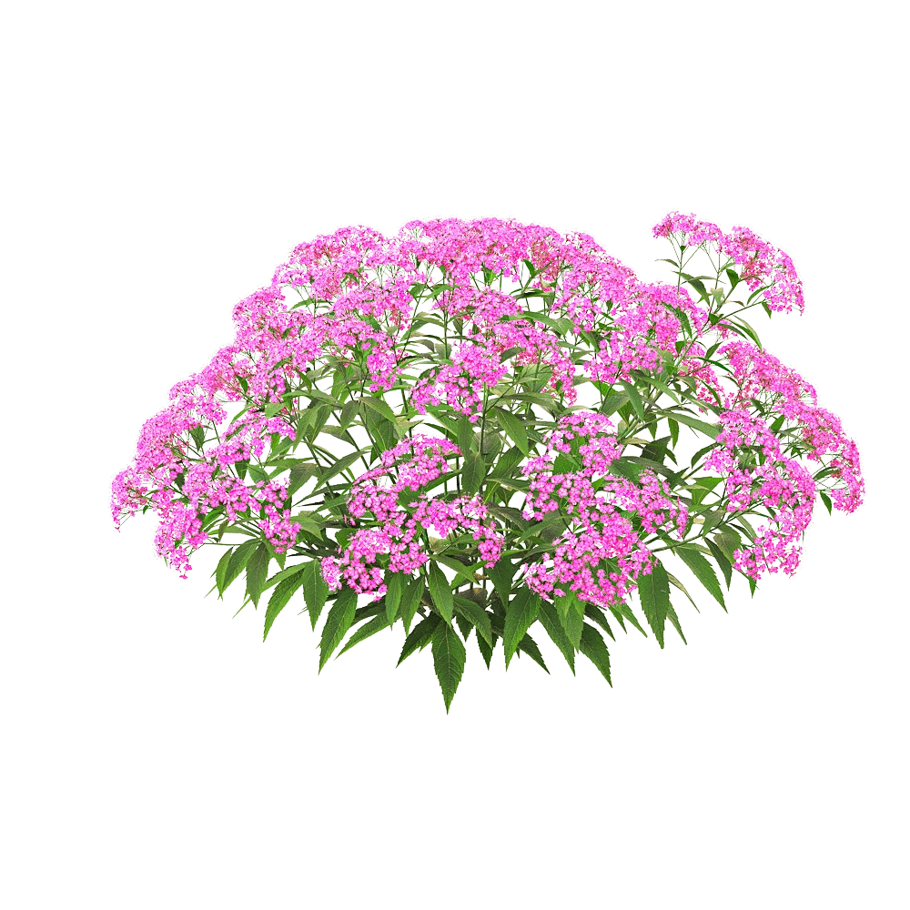 decoration - Spiraea japonica 03 3D Model