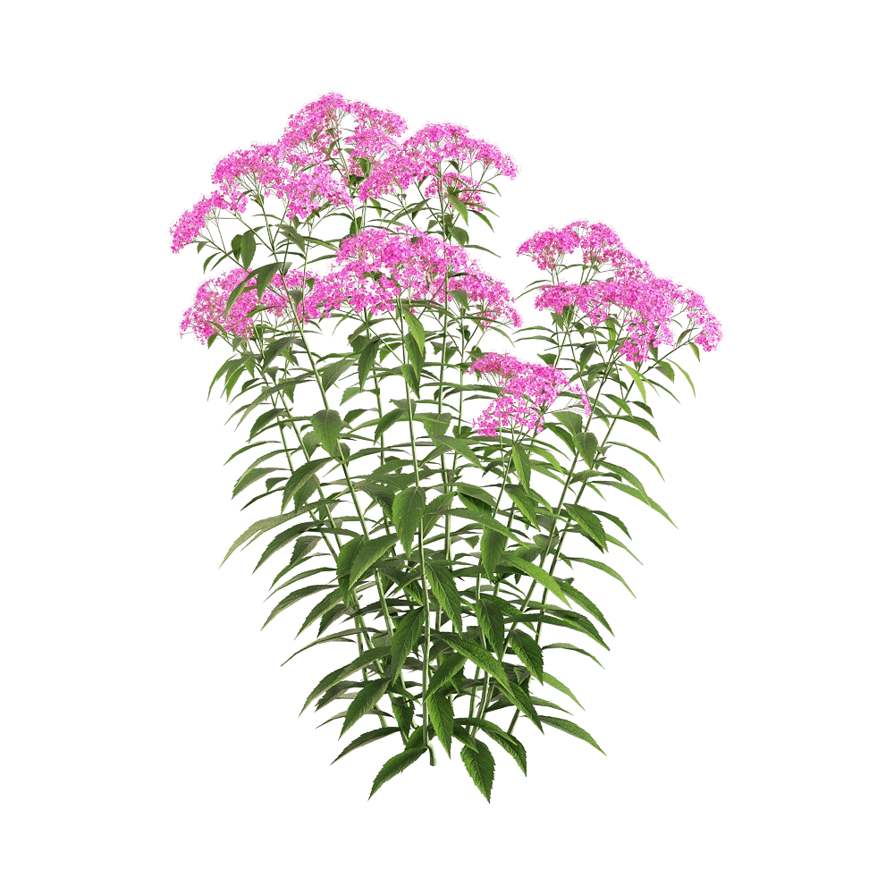 decoration - Spiraea japonica 1 3D Model