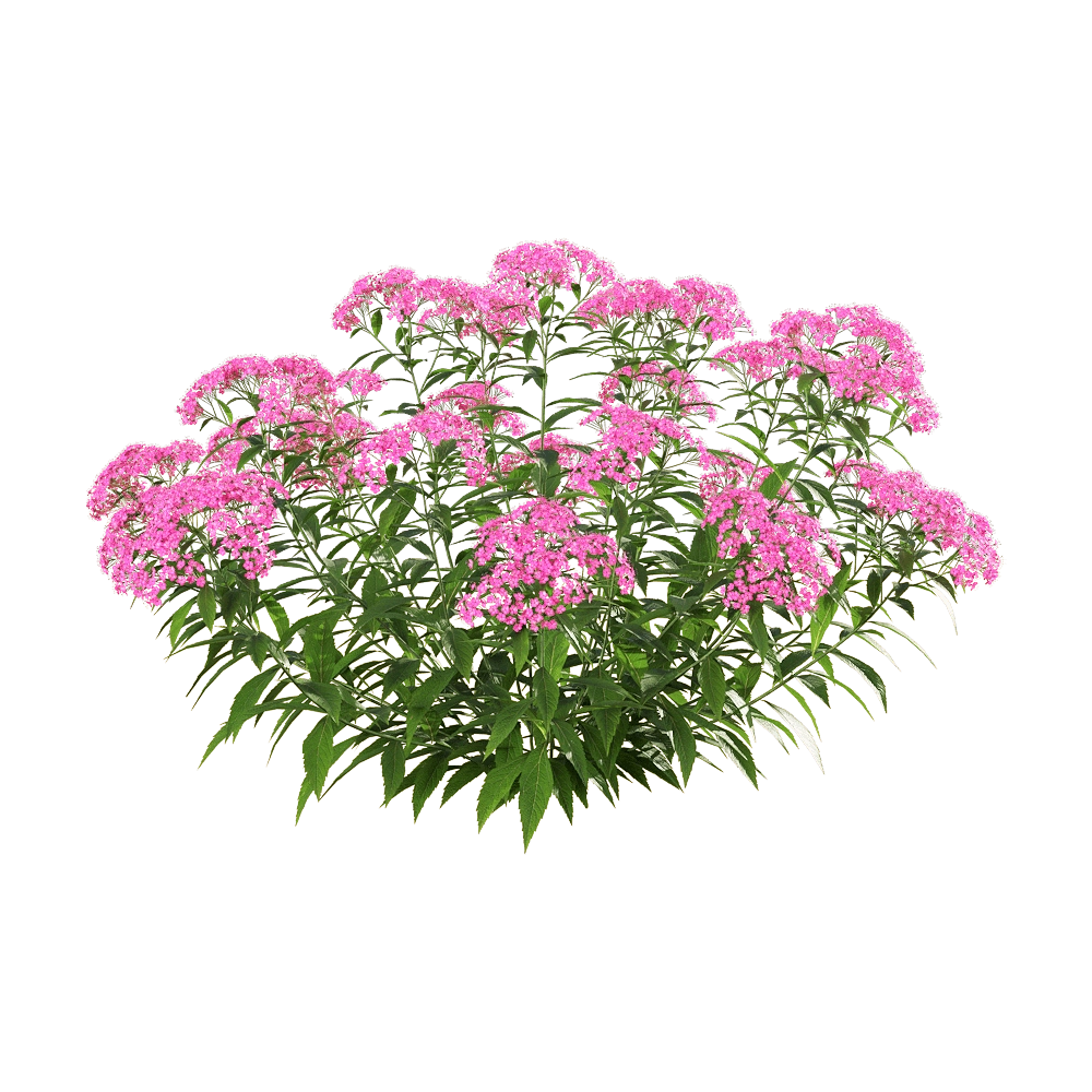 decoration - Spiraea japonica 2 3D Model