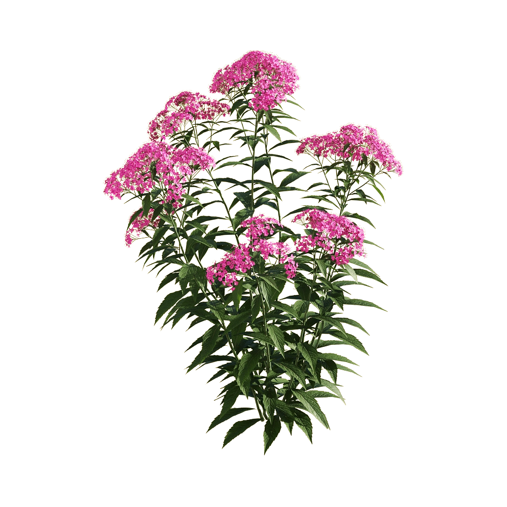 decoration - Spiraea japonica 4 3D Model