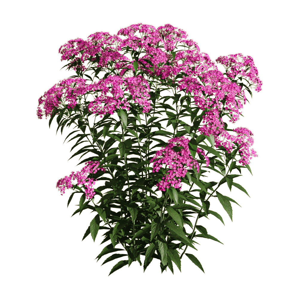 decoration - Spiraea japonica 5 3D Model