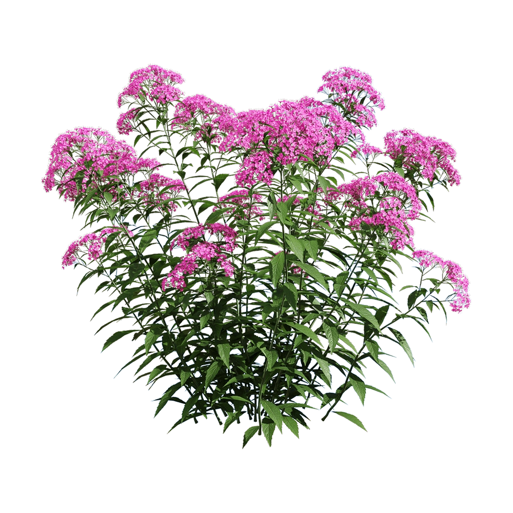 decoration - Spiraea japonica 6 3D Model