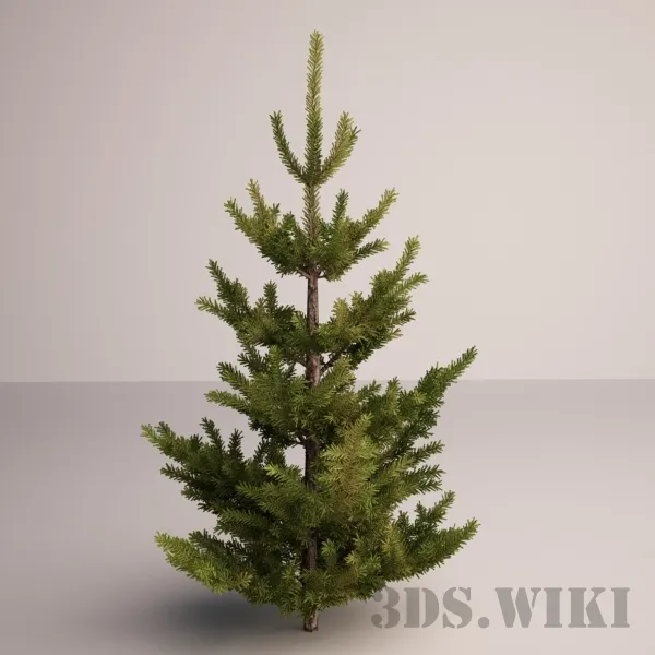 decoration - Spruce - Pine family 3D Model