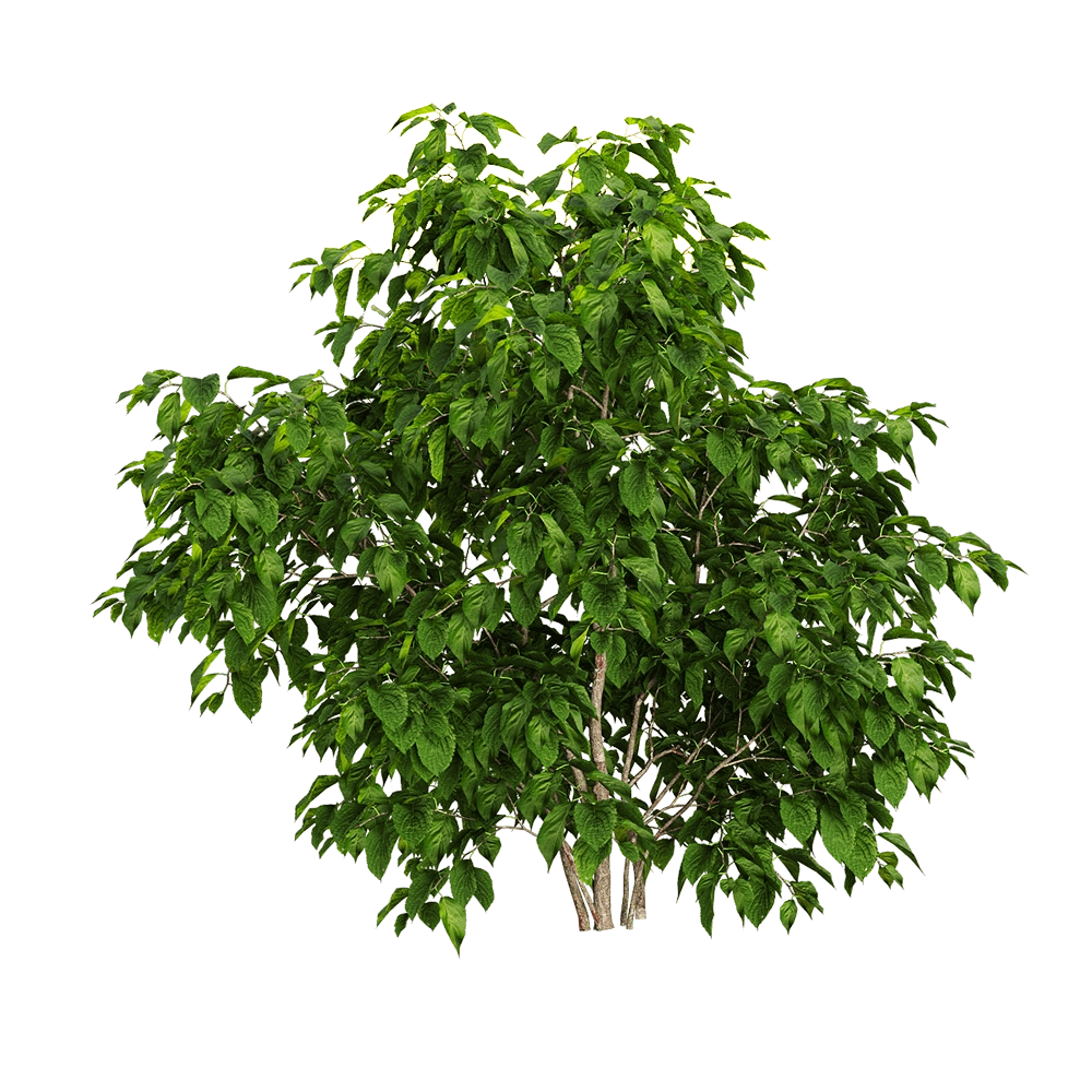 decoration - Stachyuru praecox 3 3D Model