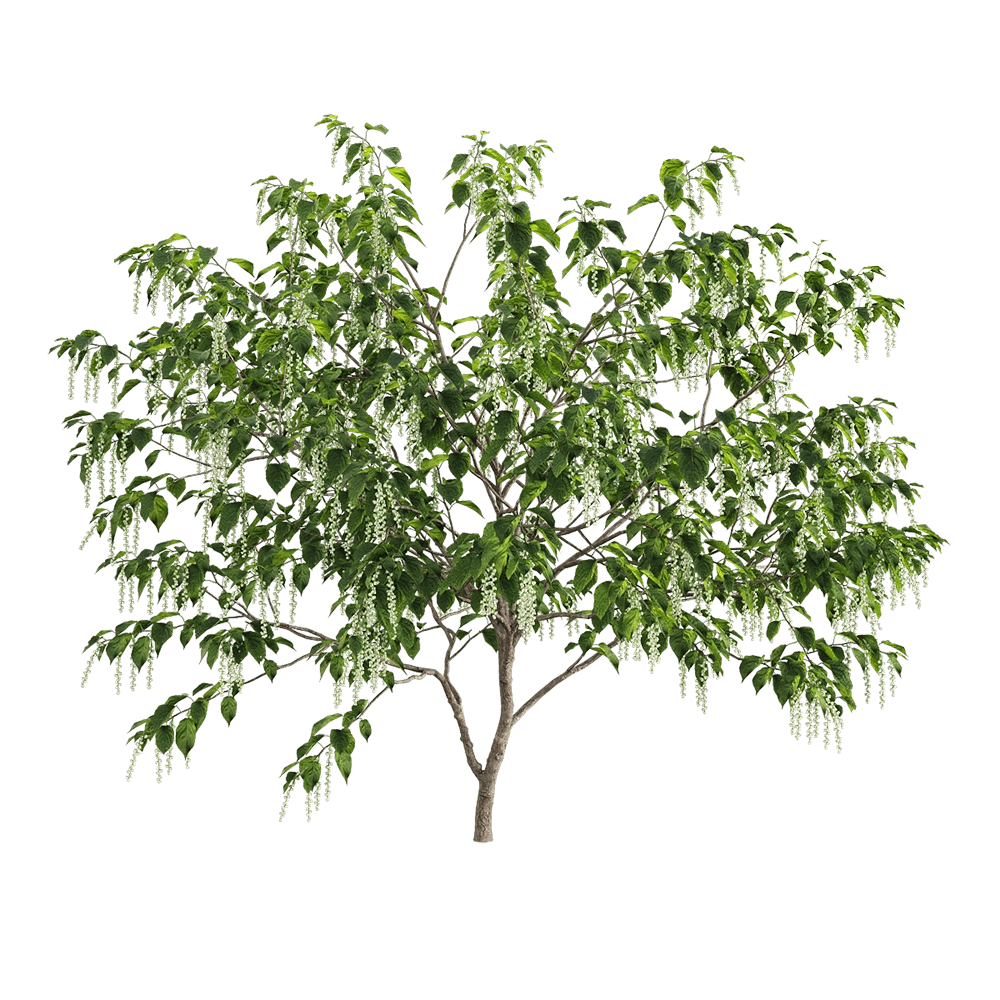 decoration - Stachyuru praecox 5 3D Model