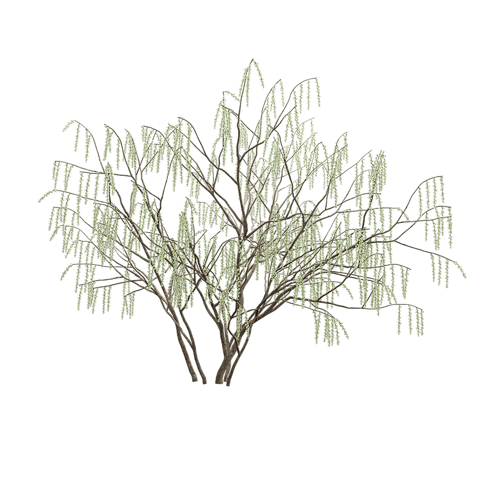 decoration - Stachyuru praecox 6 3D Model