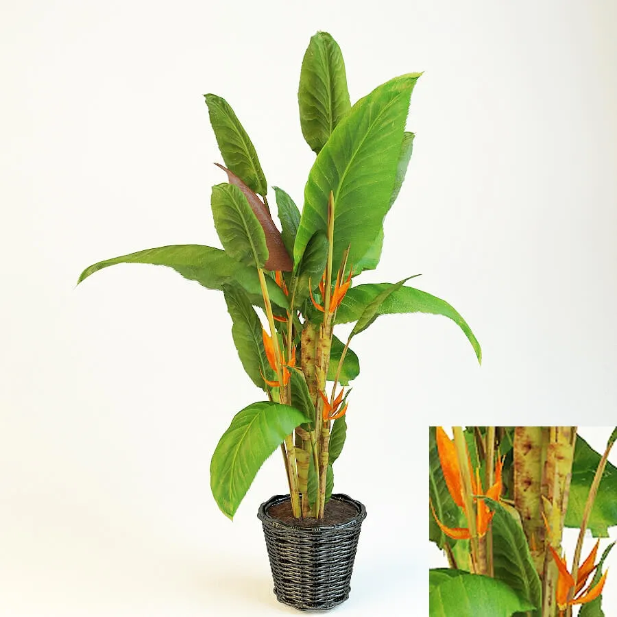 decoration - Strelitzia 3D Model