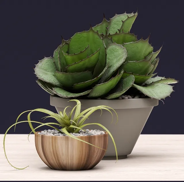 decoration - Succulents 3D Model