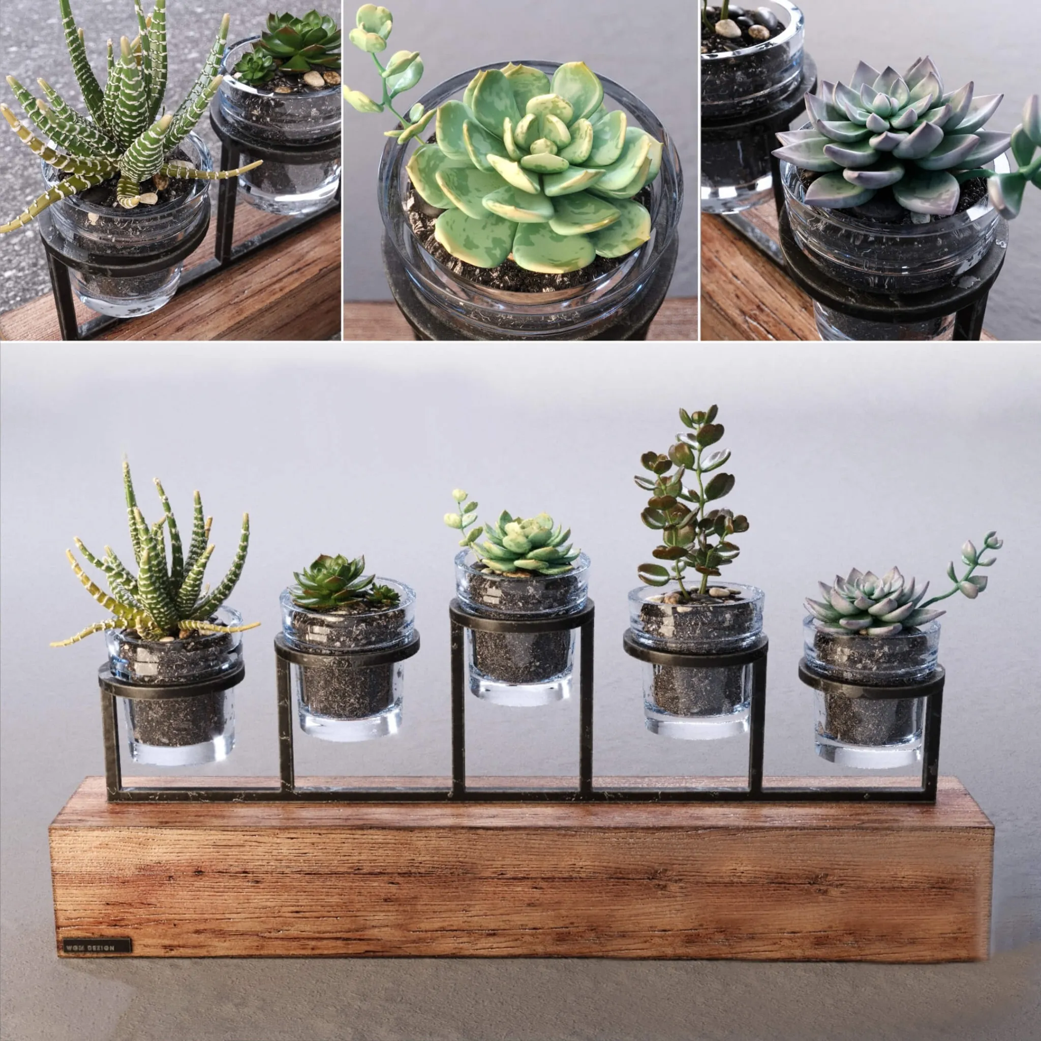 decoration - Succulents set 3D Model