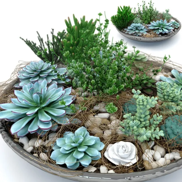decoration - Succulentus 3D Model