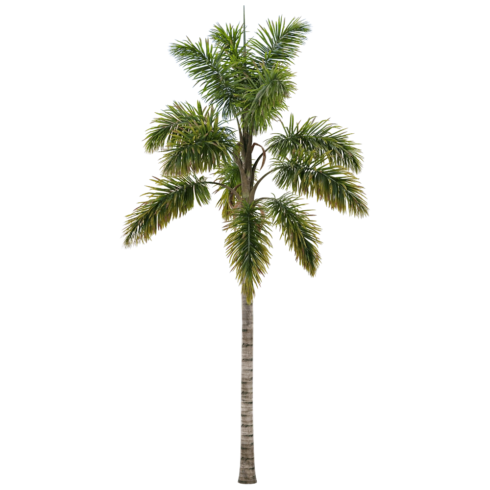 decoration - Syagrus sancona 2 3D Model