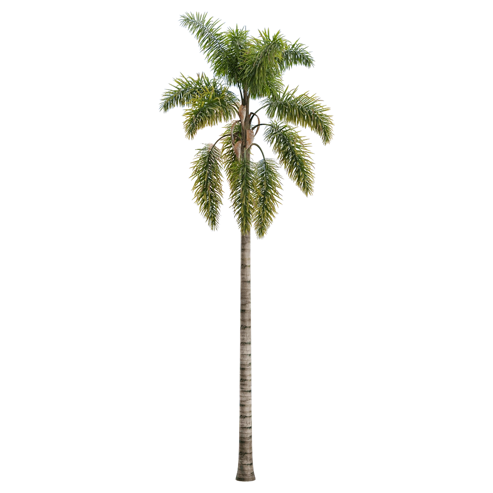 decoration - Syagrus sancona 3 3D Model