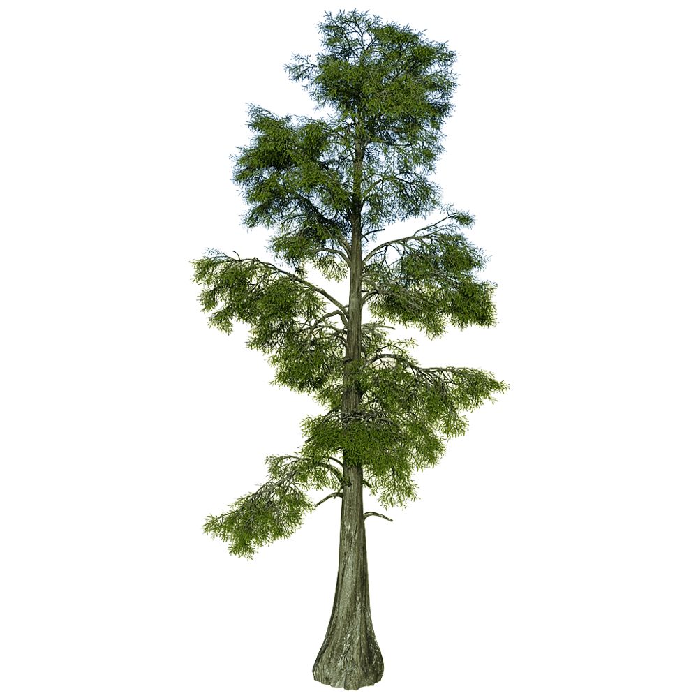 decoration - Taxodium Distichum 01 01 3D Model