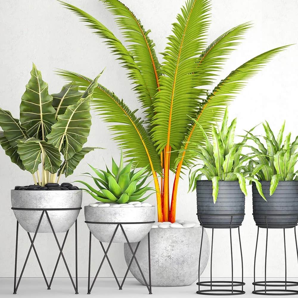 decoration - The collection of plants in pots 17 3D Model