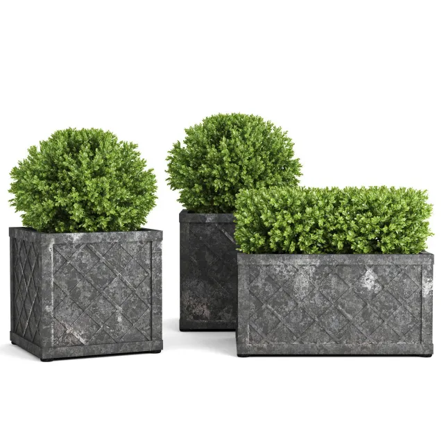 decoration - The collection of plants in pots 32 3D Model