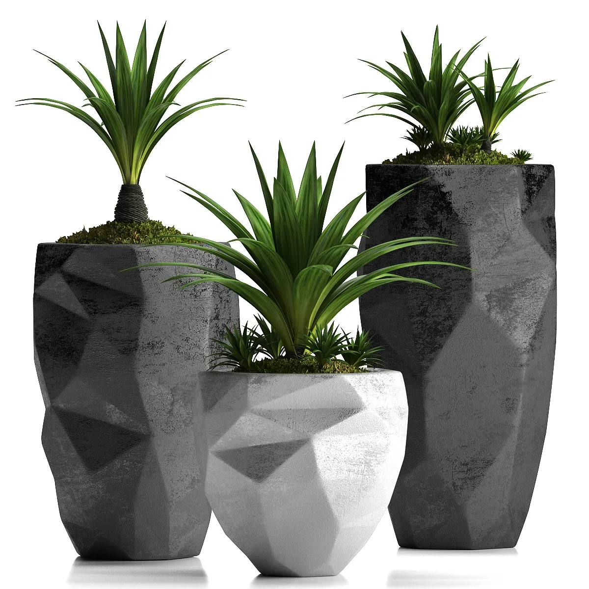 decoration - The collection of plants in pots 55 3D Model