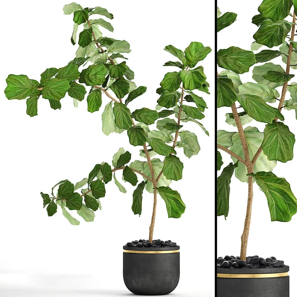 decoration - The ficus is lyrata 10 3D Model