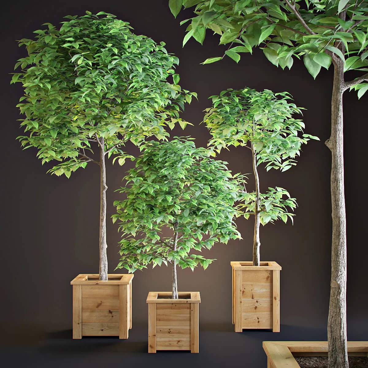 decoration - Three trees interior 3D Model