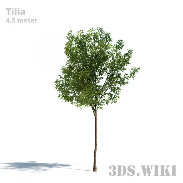 decoration - Tilia tree (Linden) 3D Model