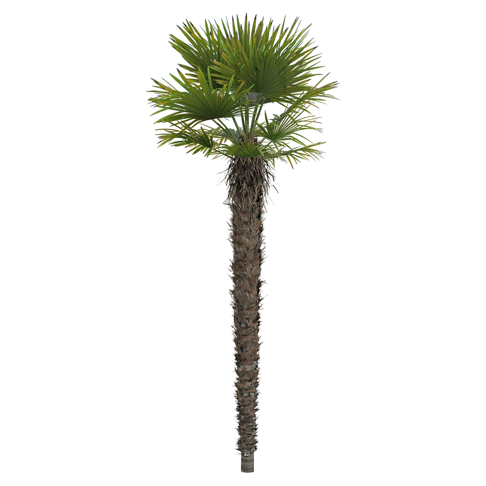 decoration - Trachycarpus fortunei 1 3D Model